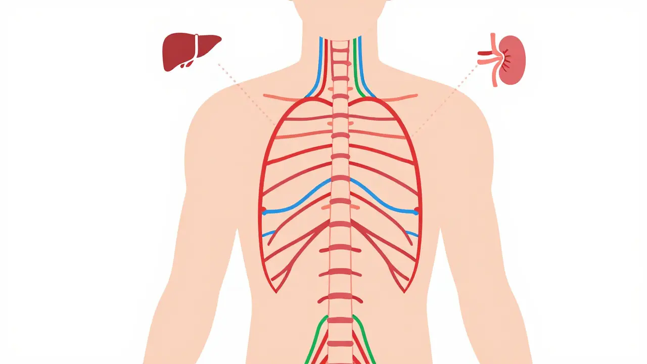 Flat design illustration showing a calm nervous system with indicators for organ safety monitoring